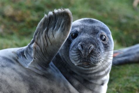 Oxytocin Love Hormone Injections Turn Gray Seal Strangers Into Best