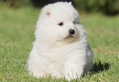 Japanese Spitz Puppies For Sale Chevromist Kennels