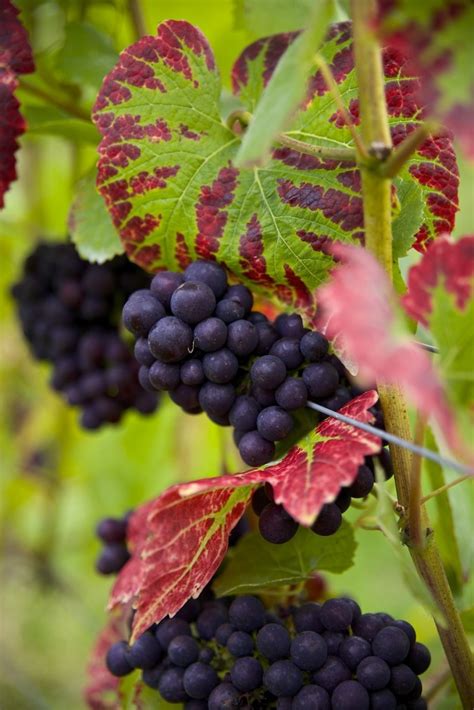 Grape Varieties Abecketts Vineyard