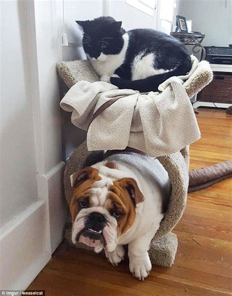 Dogs Get Caught Acting Like Cats In A Hilarious New Gallery Big Dog