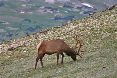 Bull Elk In The Alpine Tundra Above The Tree Line In Rocky Flickr