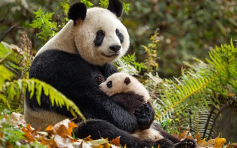 Descargar Fondos De Pantalla Los Pandas Del Zool 243 Gico La Madre Y Los