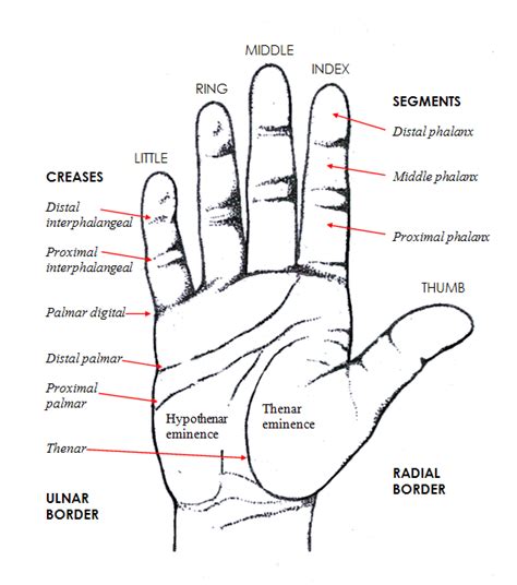 Anatomy Of The Human Left Hand Picture Labeled
