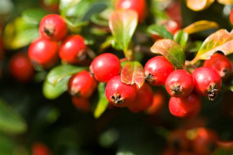 Alles an der eibe ist giftig außer den roten beeren. Scheinbeere » Giftig oder heilsam?
