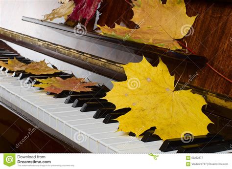 Maple Leaves On A Piano Stock Image Image Of Autumn 59262877