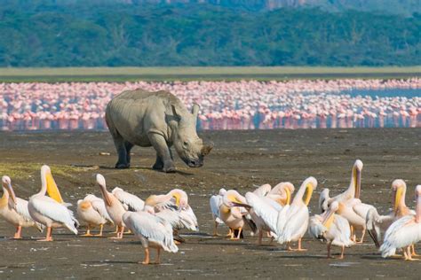 Lake Nakuru National Park Join Up Safaris