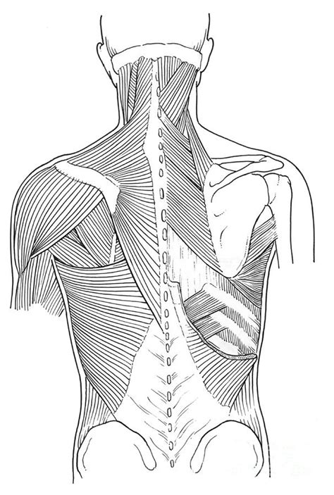 Back Muscles Anatomy Drawing How To Draw Upper Back Muscles Form