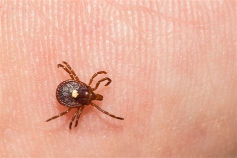 Red Meat Allergy Caused By Tick Bite Is Spreading And Nearly Half Of