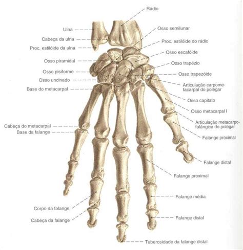 Informações dos ossos da mão Skeleton Muscles Human Skeleton Human