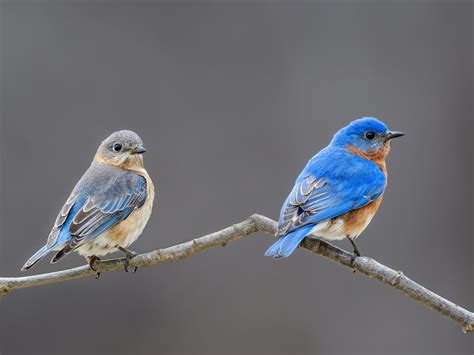 Female Eastern Bluebirds Male Vs Female Identification Guide Unianimal