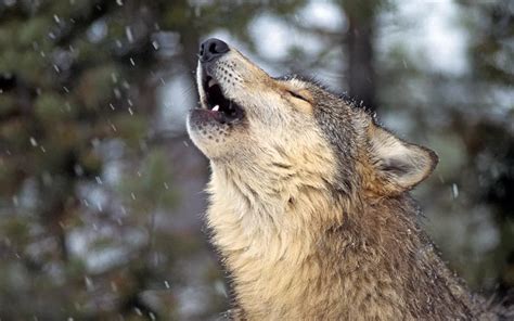 Colorado Finally Has A Plan To Reintroduce Wolves Sierra Club