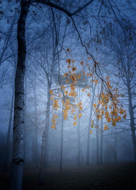 Misty Woods Photograph By Jennifer Chen Fine Art America