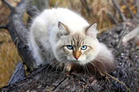 Best Cold Weather Cat Breeds Pawversity