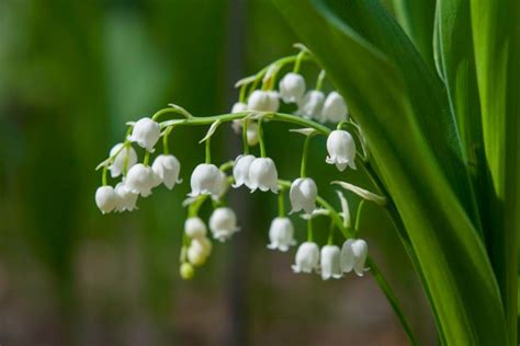 Lily Of The Valley These Tiny White Bell Like Shaped Flowers Pack A