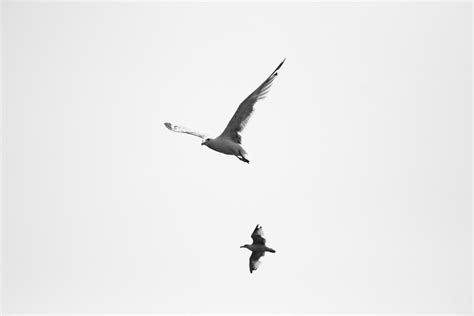 Free Images Nature Bird Wing Sky White Animal Seabird Fly