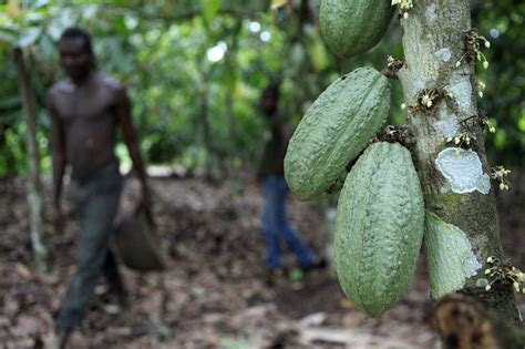 Why The World Might Be Running Out Of Cocoa Farmers The Salt Npr