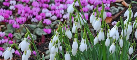 Check spelling or type a new query. Winter-flowering plants - Ashwood Nurseries