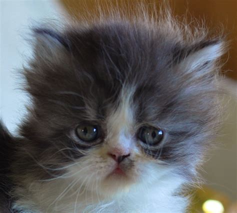Exotic Shorthairs And Persians In Idaho Kittens On Their Way Davis