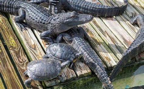 Do Alligators Eat Turtles Exploration Squared