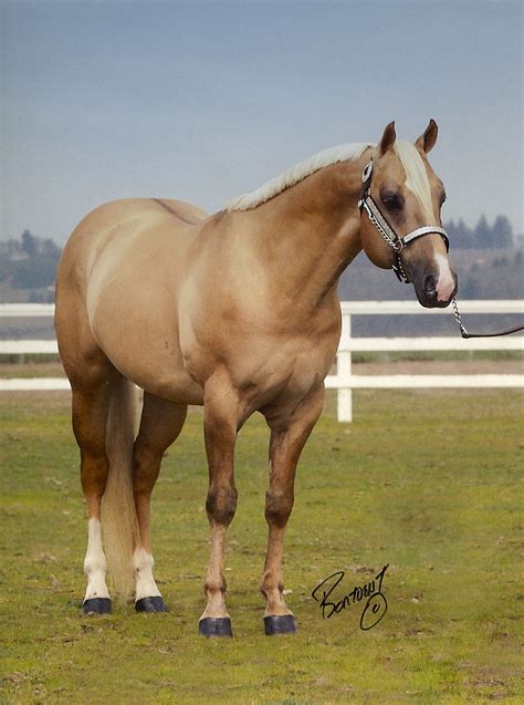 Free Photo Quarter Horse Animal Horse Nature Free Download Jooinn