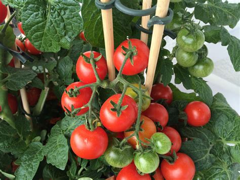 Less Is More How To Successfully Prune Tomatoes Espoma