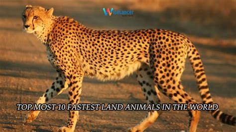 Topmost 10 Fastest Land Animals In The World Fastest Land Animals