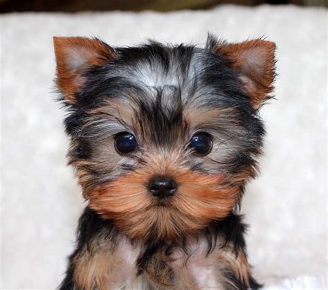 Find the right dog and live happy today. Micro Teacup Yorkie Puppy for sale! | iHeartTeacups