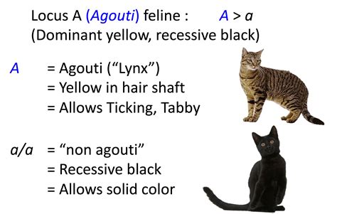 Cat Genetics 20 Colours Laboratoire De Génétique Vétérinaire