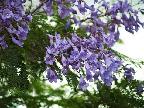 A jacaranda tree comes with stunning purple flowers and a sprawling canopy of shade. Maui's Flowering Trees | Valley Isle Excursions