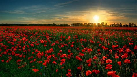 Field Flowers Poppy Sun Landscapes Ultra Hd Wallpaper 2560x1600