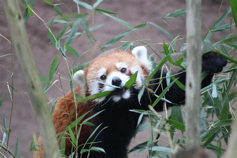 Please Follow Iloveredpandas Red Panda At The Columbus Zoo Redpanda