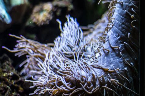 Beautiful Underwater Plants Stock Photo Image Of Aquatic Beauty