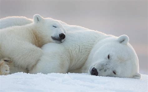16 Adorable Pics Of Baby Polar Bear No 5 Is My Fav