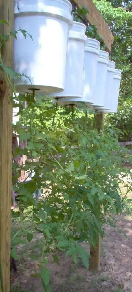 How To Grow Tomatoes Upside Down 1001 Gardens