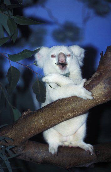 A Z List Of 125 Rare Albino Animals Pics Our World Stuff