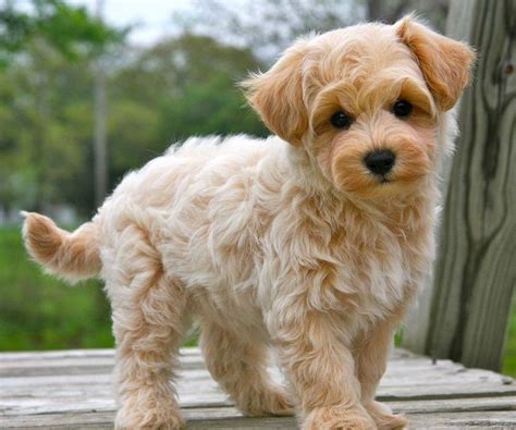 Maltipoo maltese/poodle mixed dog breed information including pictures, training, behavior, and care of maltipoos. Apricot Maltipoo Puppies Instead of Regular Maltipoo - Explained!