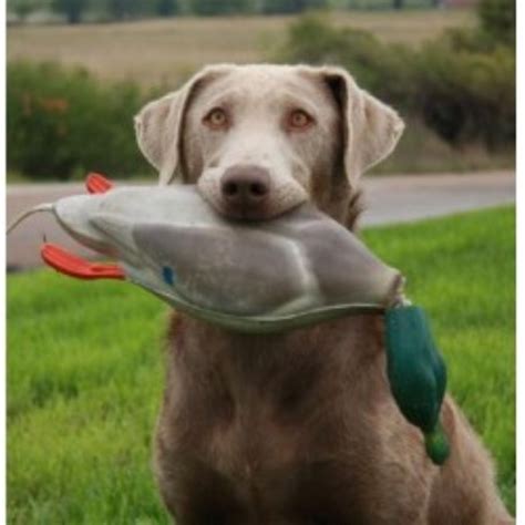 Check out our silver lab puppies selection for the very best in unique or custom, handmade pieces from our shops. Silver Lab Ranch, Labrador Retriever Breeder in Flatonia, Texas