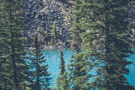 Pine Trees By A Mountain Lake Stock Image Image Of Outdoors Emerald