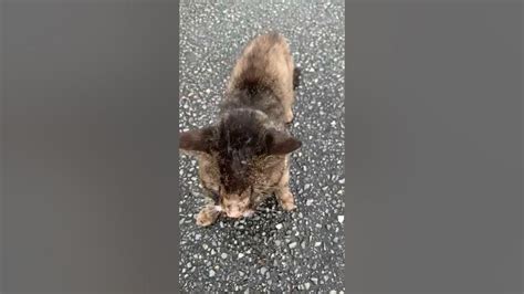 Tiny Kitty Endures The Massive Agony Of His Crushed Face Youtube