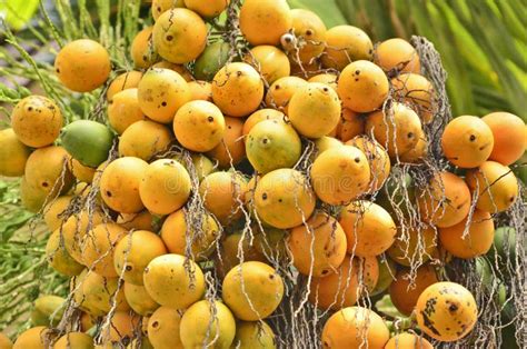 Golden Palm Fruits Stock Photo Image Of Green Healthy 59130382