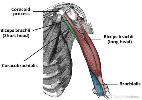 The 3 muscle groups of the forearm each have their own unique form. Deep Muscles of the Back & Muscles of the Shoulder and Arm ...