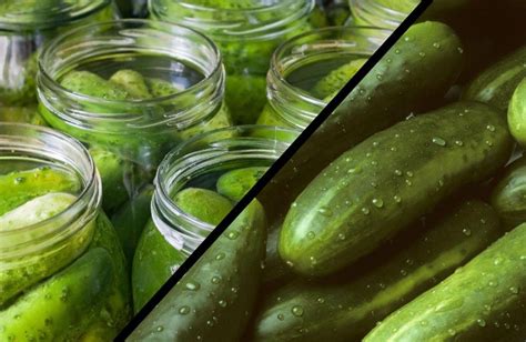 Pickle Vs Cucumber A Practical Guide