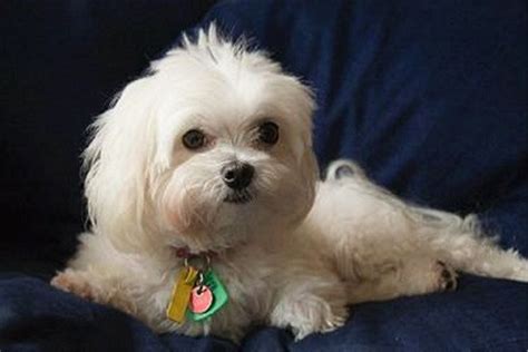 What Breed Of Dog Is A Maltese Facts And Pictures Maltese Puppy