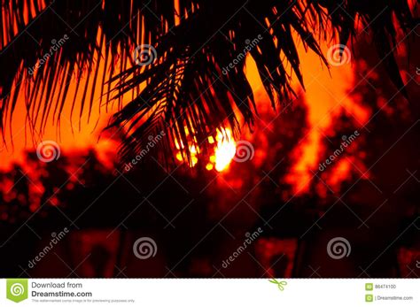 Palm Tree Frawns With Sunset Stock Photo Image Of Frawns Sunset