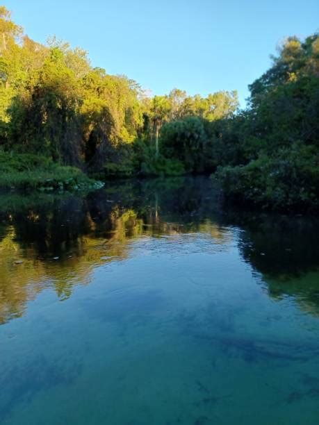 Weeki Wachee River Stock Photos Pictures And Royalty Free Images Istock