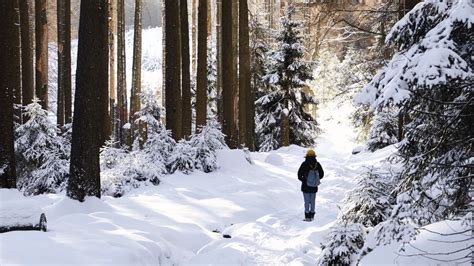 Download Wallpaper 1280x720 Winter Forest Walk Snow Trees Solitude Hd Hdv 720p Hd Background