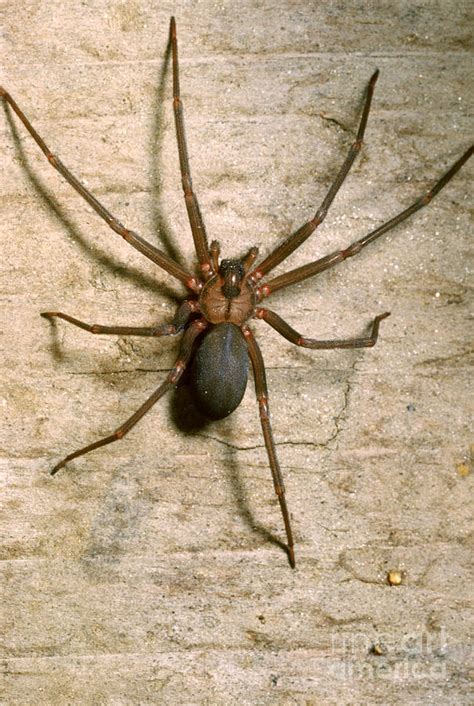Brown Recluse Spider Photograph By S Camazinek Visscher