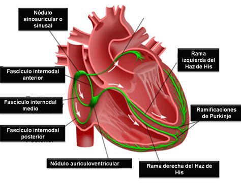 Impulsos Electricos Corazon Human Anatomy Art Flashcards Cardio