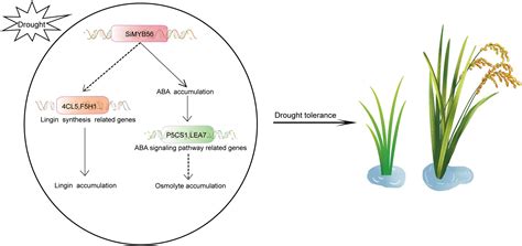 frontiers simyb56 confers drought stress tolerance in transgenic rice by regulating lignin