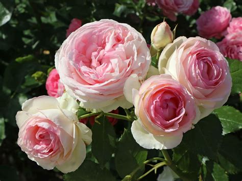 Strauchrose Eden Rose 85 Schönste Rosen And Expertenwissen